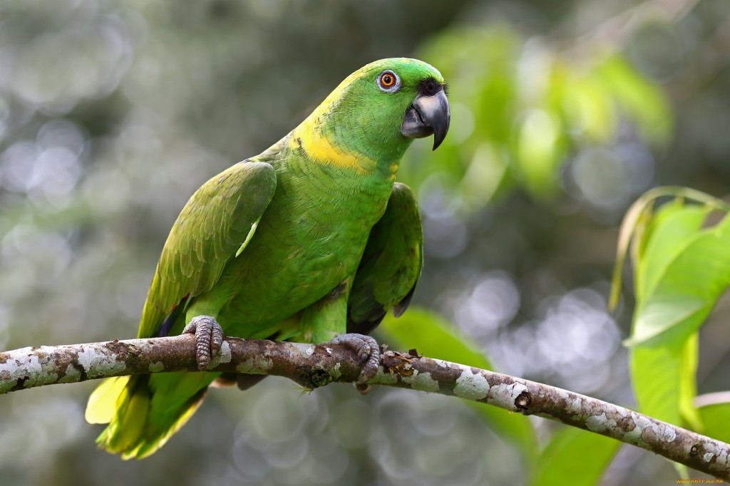 Papagaio da Amazônia