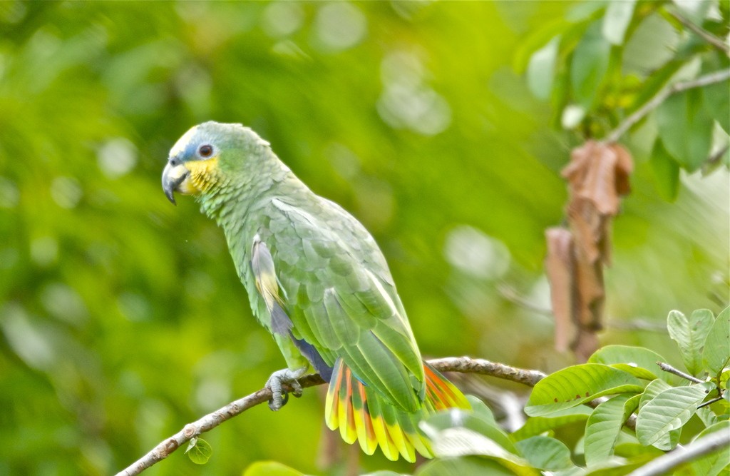 papagaio da amazonia