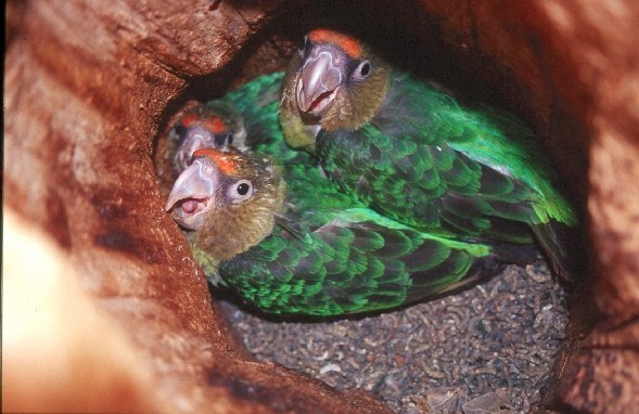 papagaio do cabo-habitat