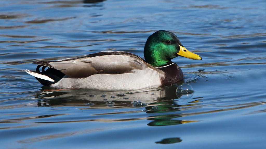 Características do Pato Selvagem