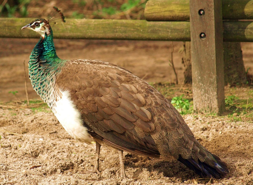 pavão fêmea