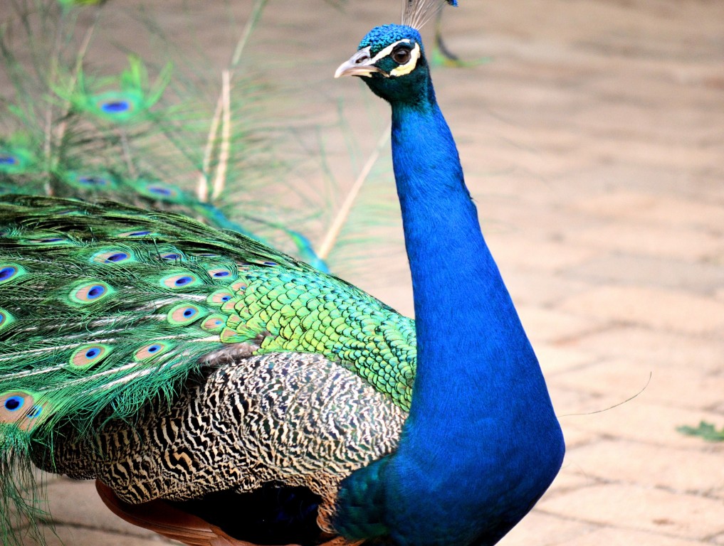 pavão macho