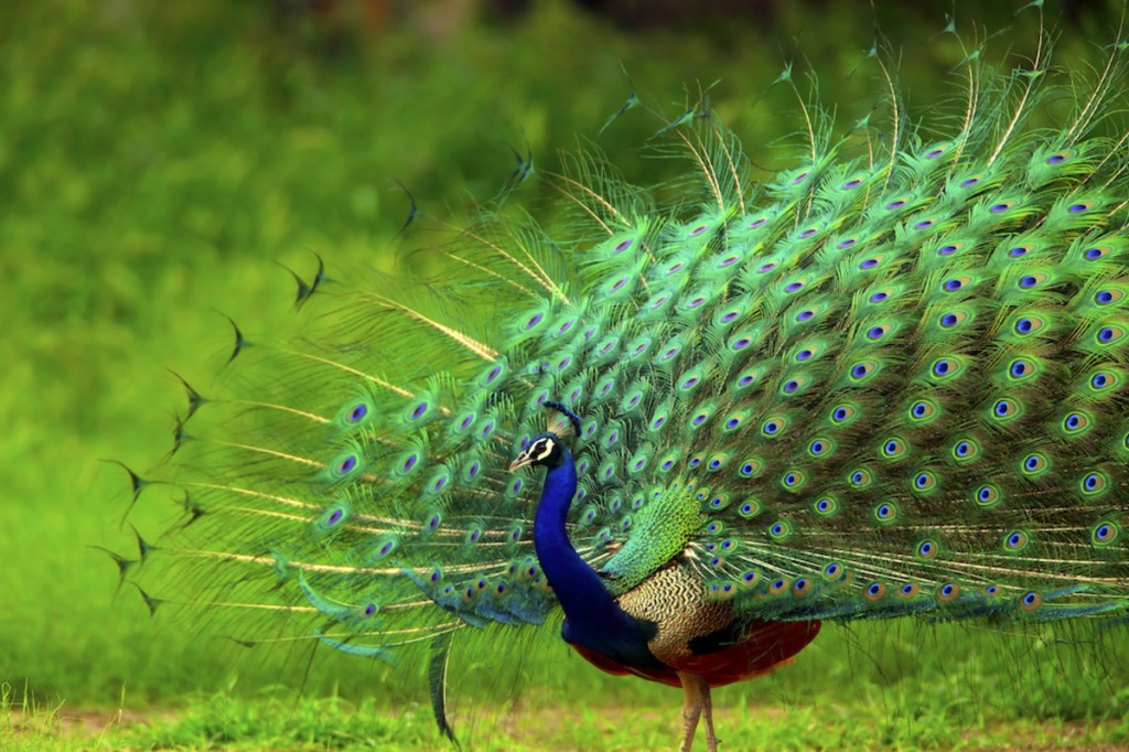 pavão