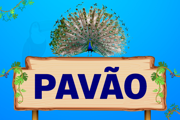 pavão