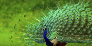 pavão