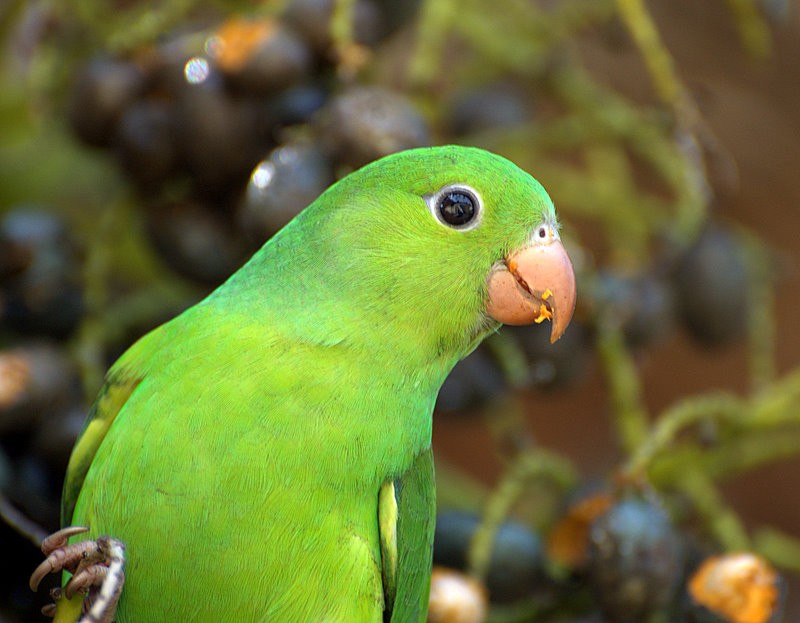 periquito verde