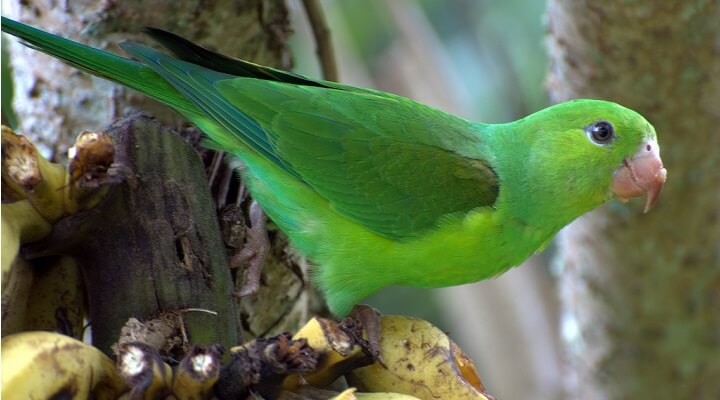 periquito verde