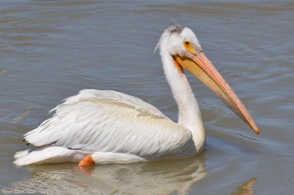 plumagem do pelicano