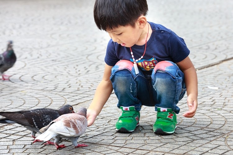 posso criar um pombo