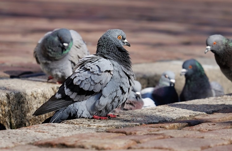 reprodução do pombo