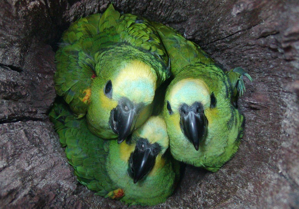 reproducao de papagaio