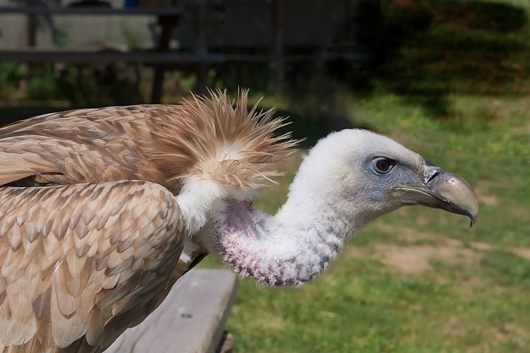 reprodução do abutre