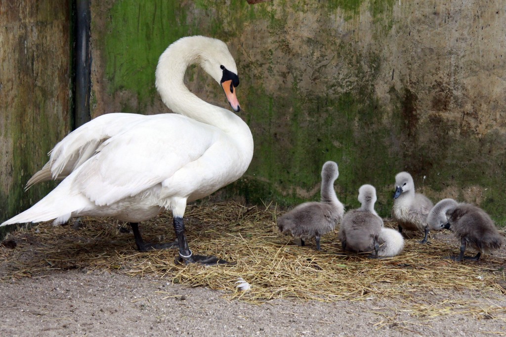 reproducao do cisne