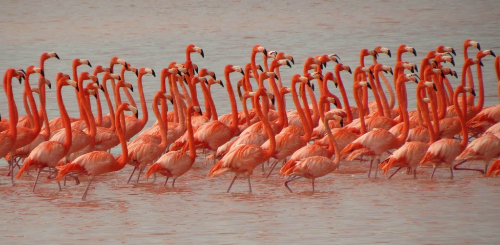 reproducao dos flamingos