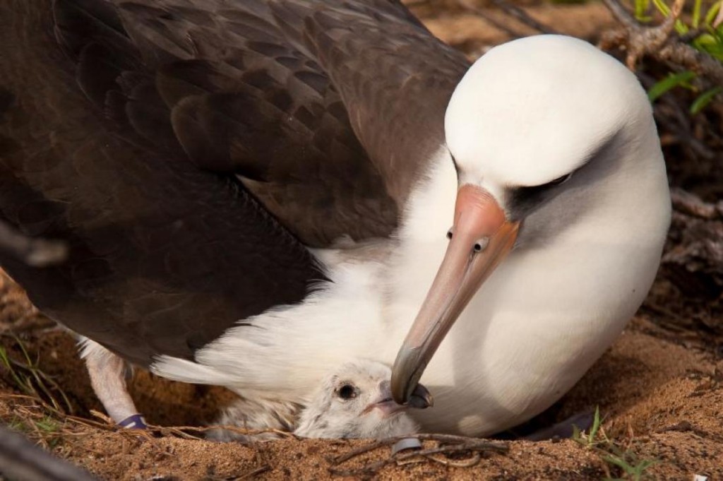 reprodução do albatroz