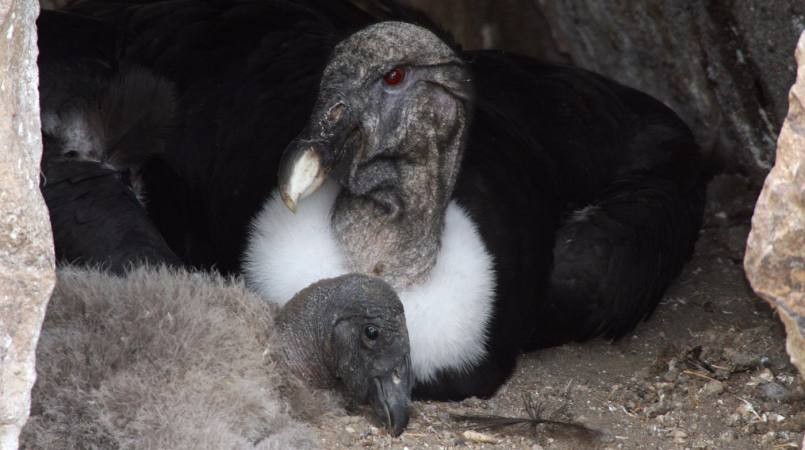 reproducao do condor andino