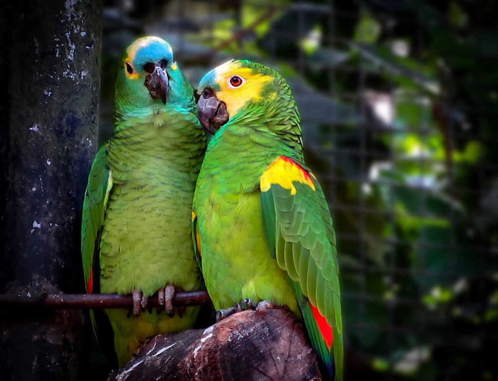 Papagaio da Amazônia