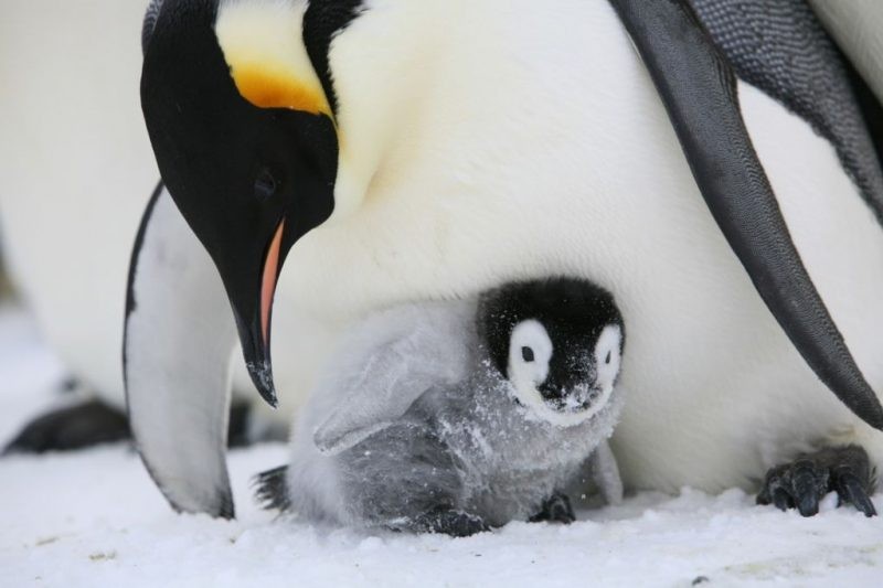 reprodução do pinguim