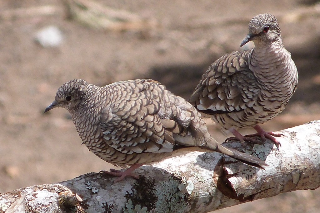 rolinha fogo apagou 