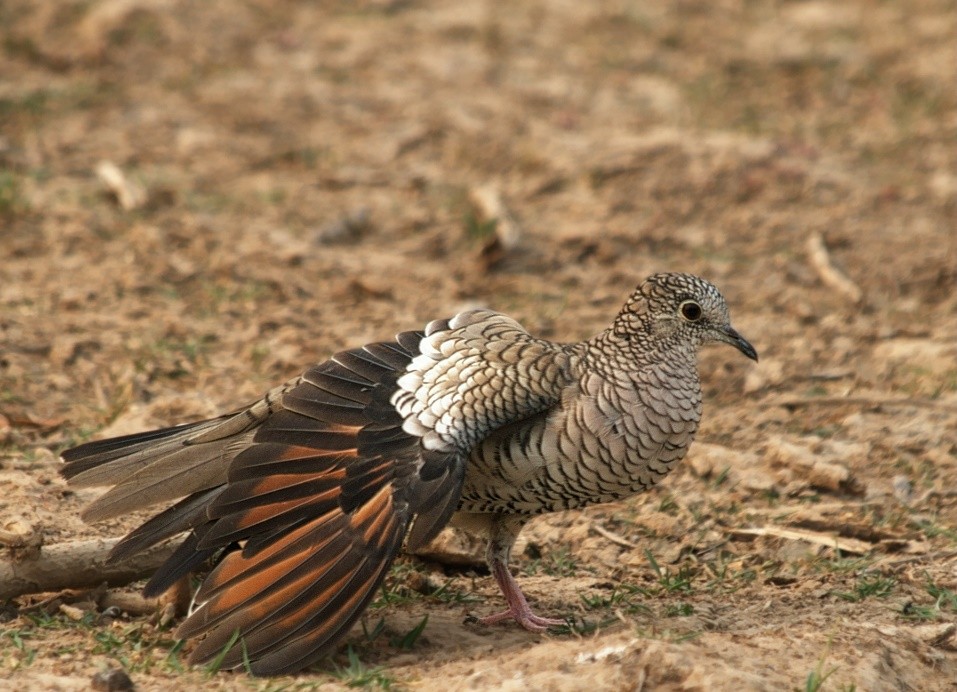 rolinha fogo apagou 