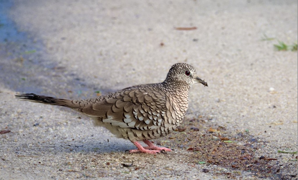 rolinha fogo apagou 