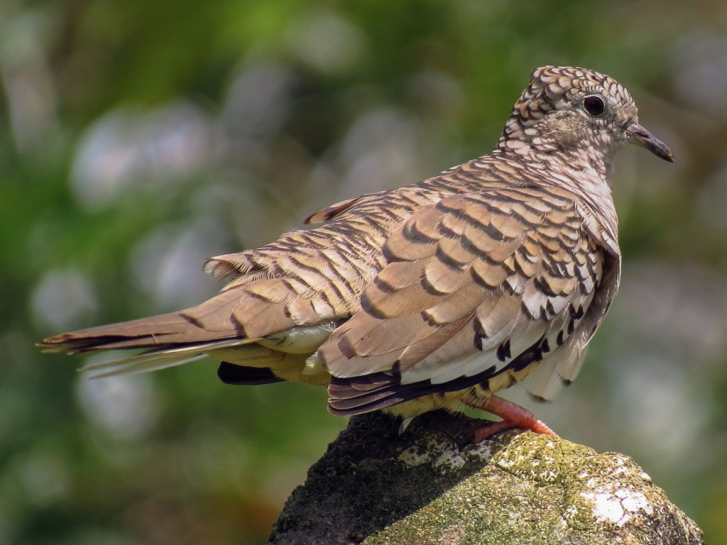 rolinha fogo apagou 