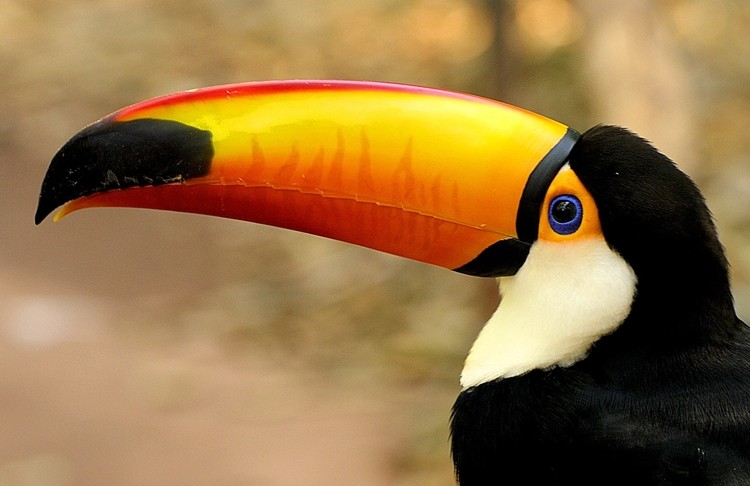 tucano