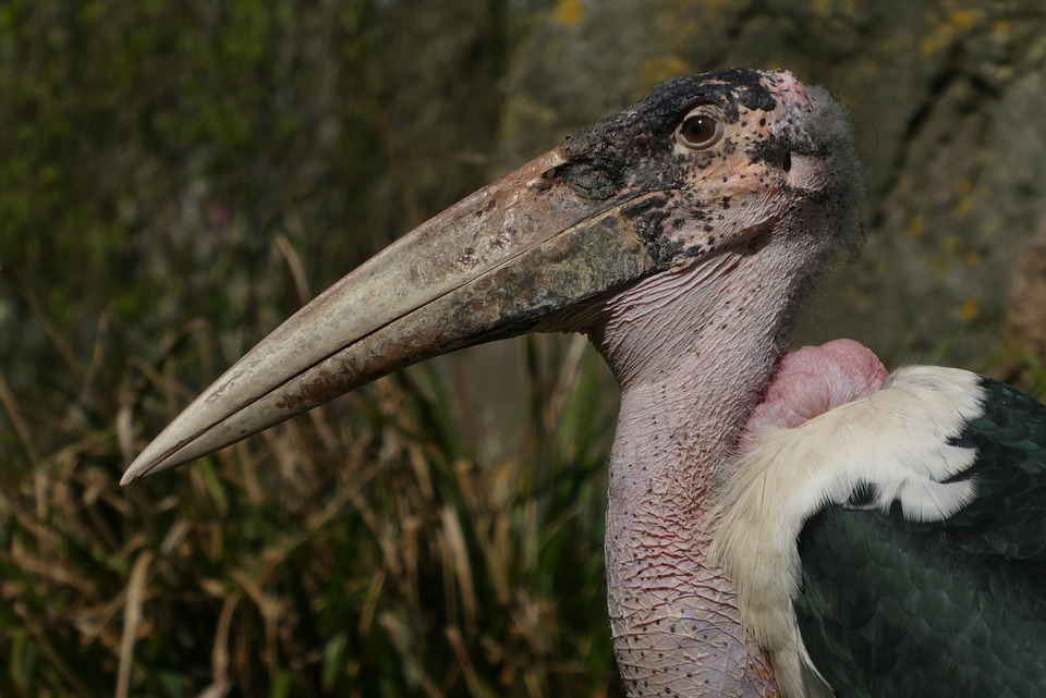 Cegonha Marabu Características