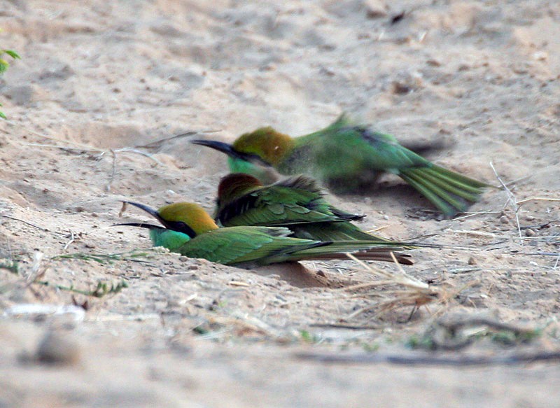 Comportamento do Abelharuco Verde