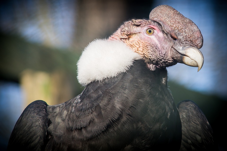 Condor dos Andes Características 