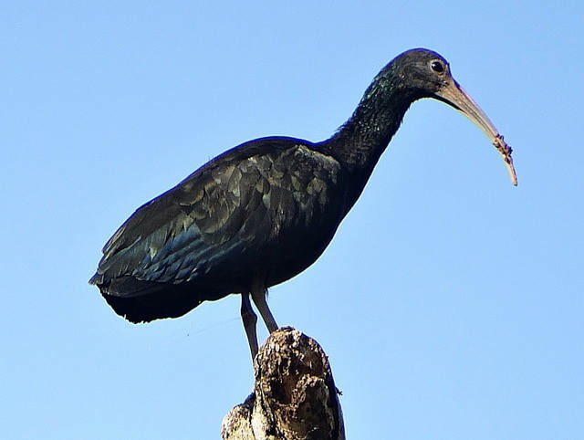 Coró Coró habitat