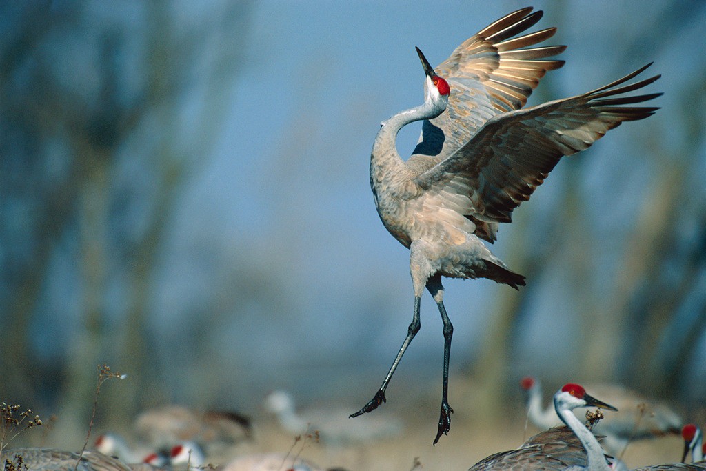 Grou Canadiano habitat