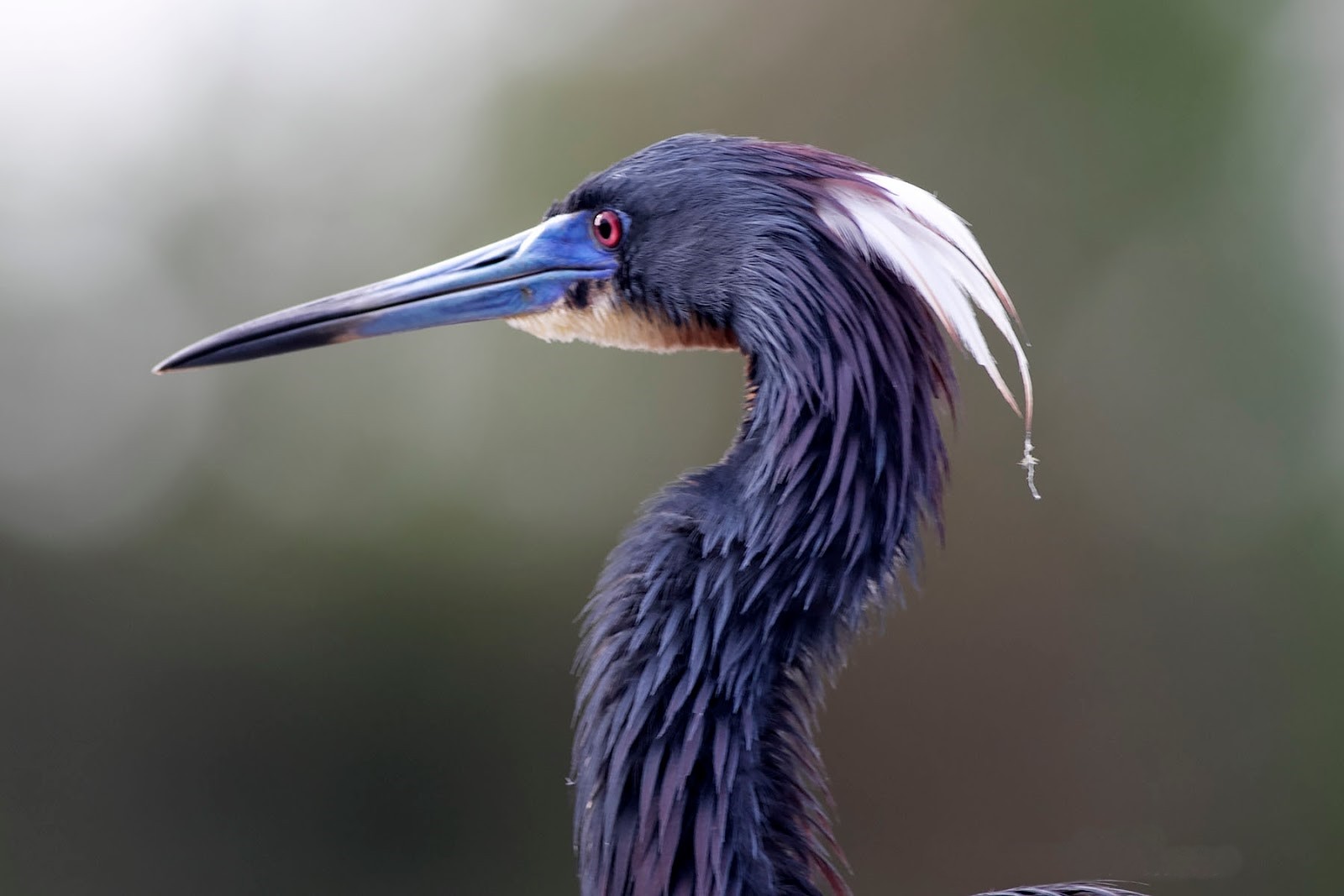 Garça Tricolor Canto