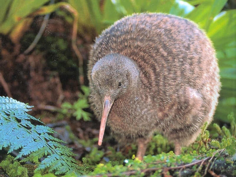 kiwi