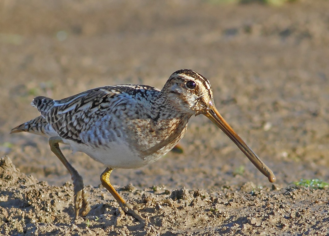 Narceja Habitat