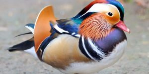 Pato Mandarim