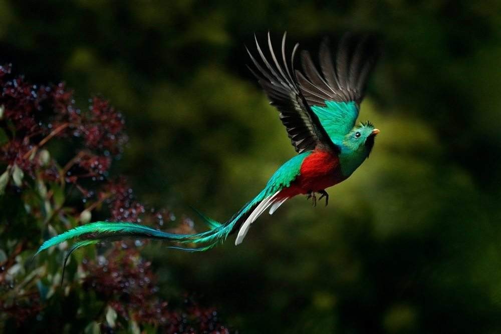 quetzal 