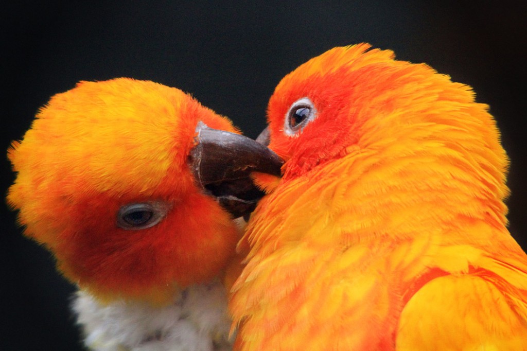 Reprodução da Conure Dourada