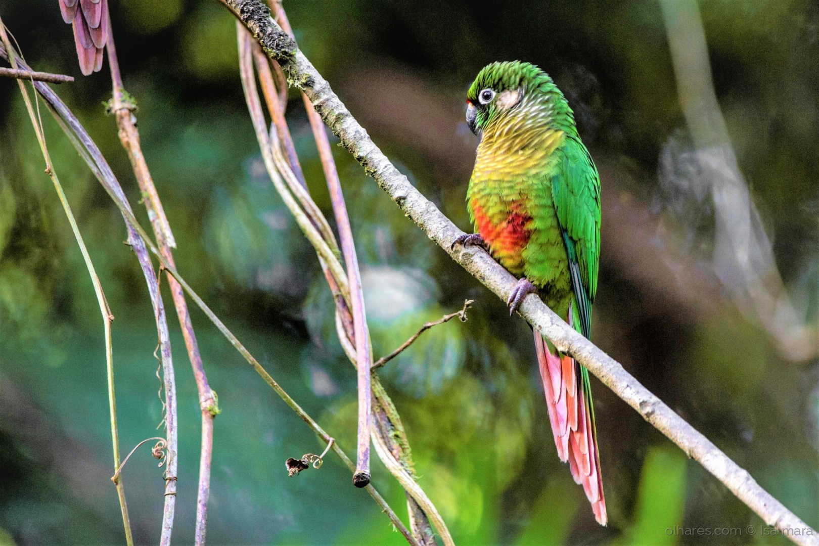 Tiriba de Testa Vermelha habitat