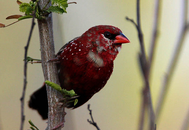 Vermelho Bengali Características