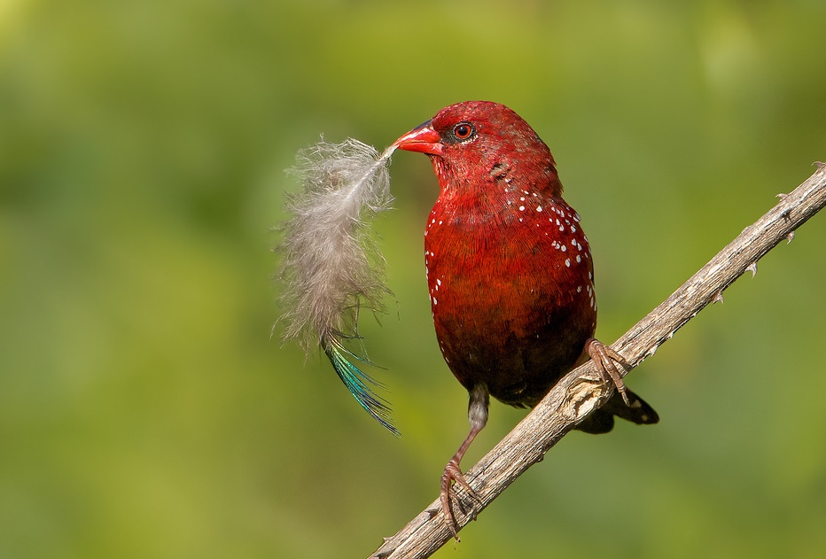 Vermelho Bengali Alimentação