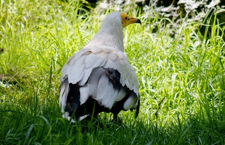 abutre do Egito habitat