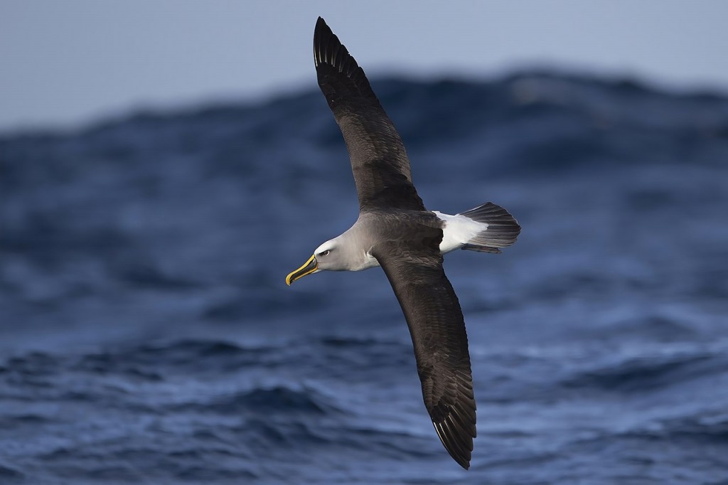 albatroz