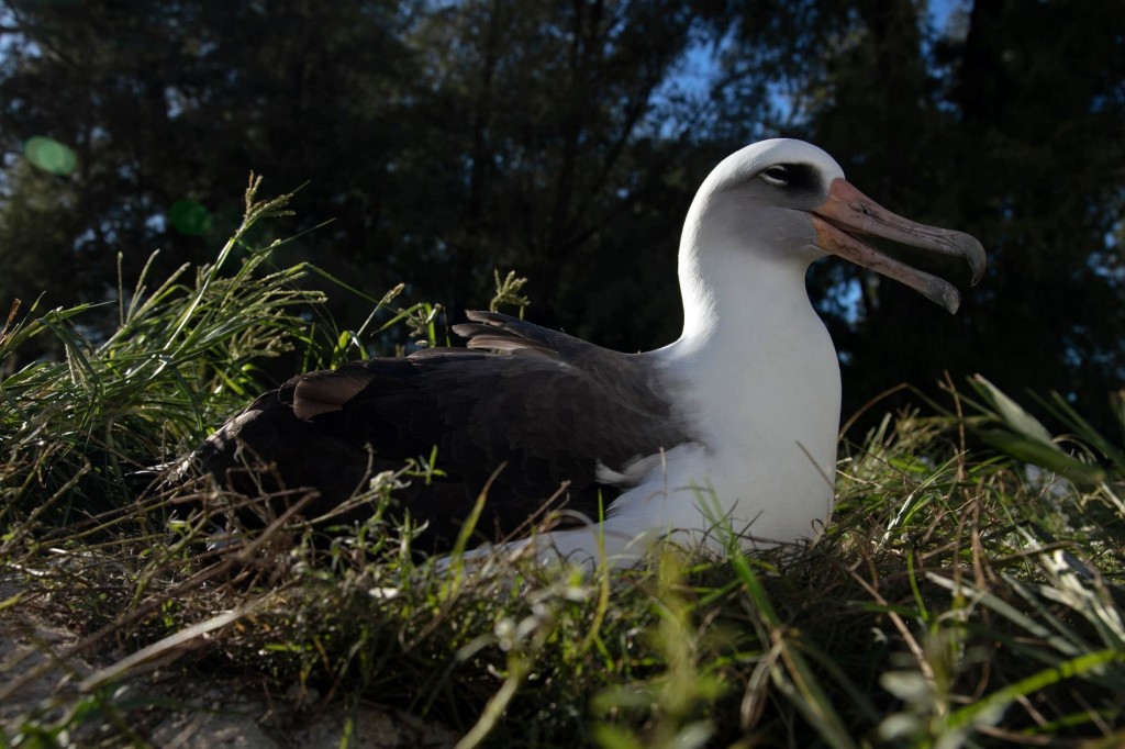 albatroz