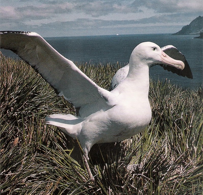 albatroz