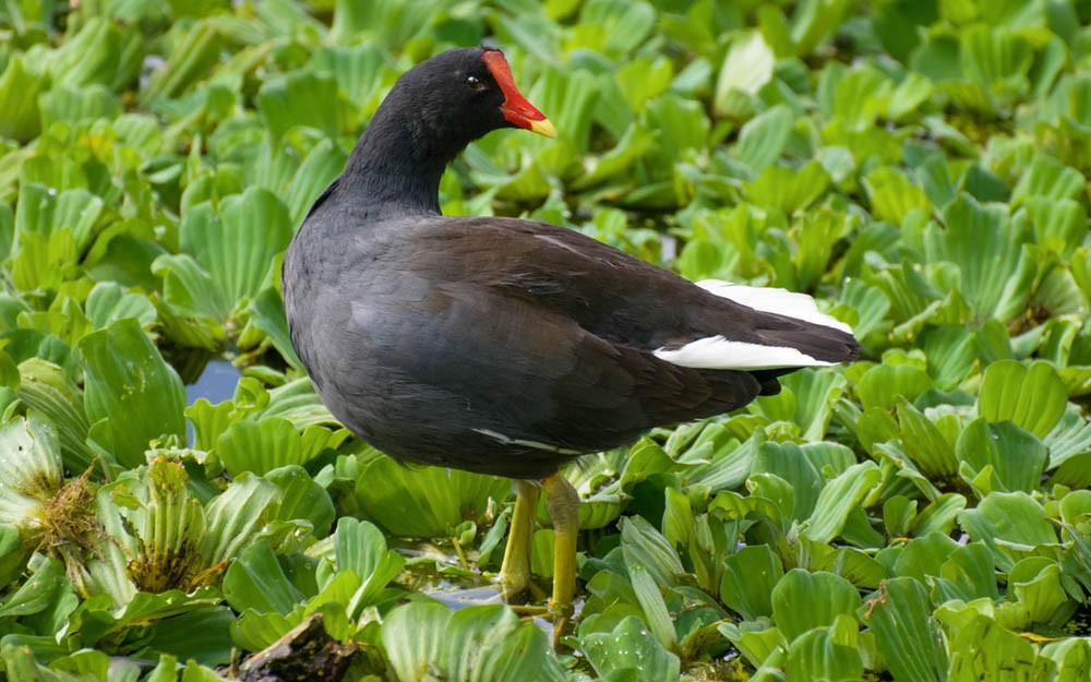 Alimentação do Frango d'Agua