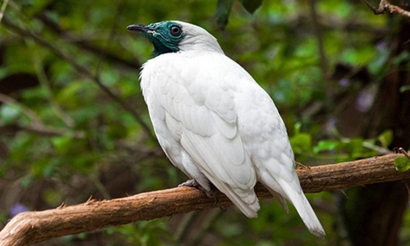 caracteristicas da araponga