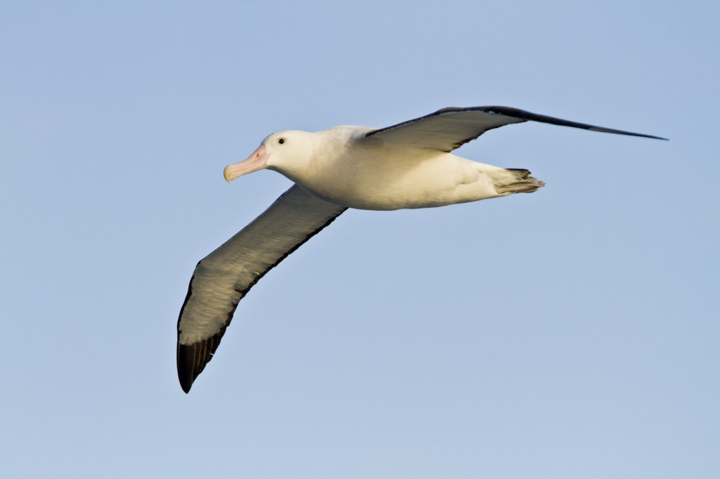 caracteristicas do albatroz
