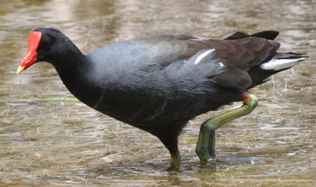 Características do Frango d'Agua