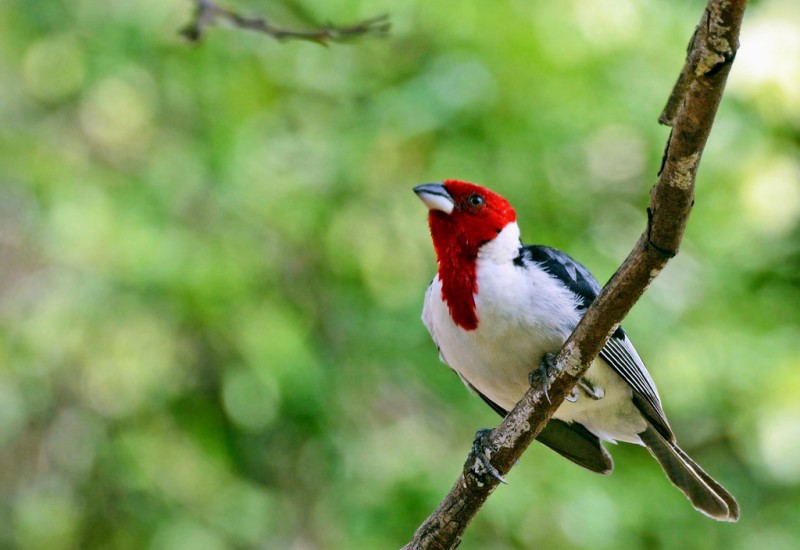 caracteristicas do galo da campina